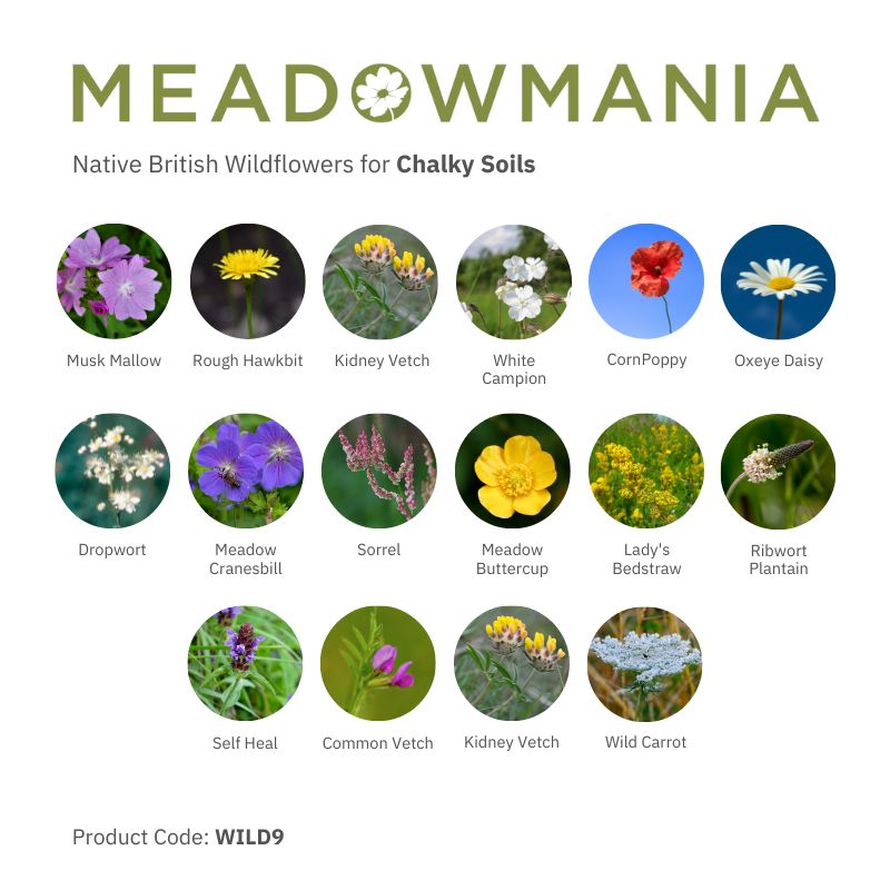 Native British Wildflower Seeds For Chalky Soil