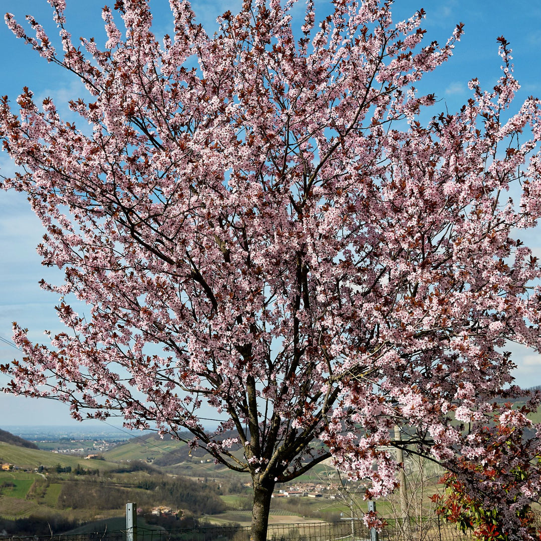 A cherry plum tree in blossom in an English countryside village