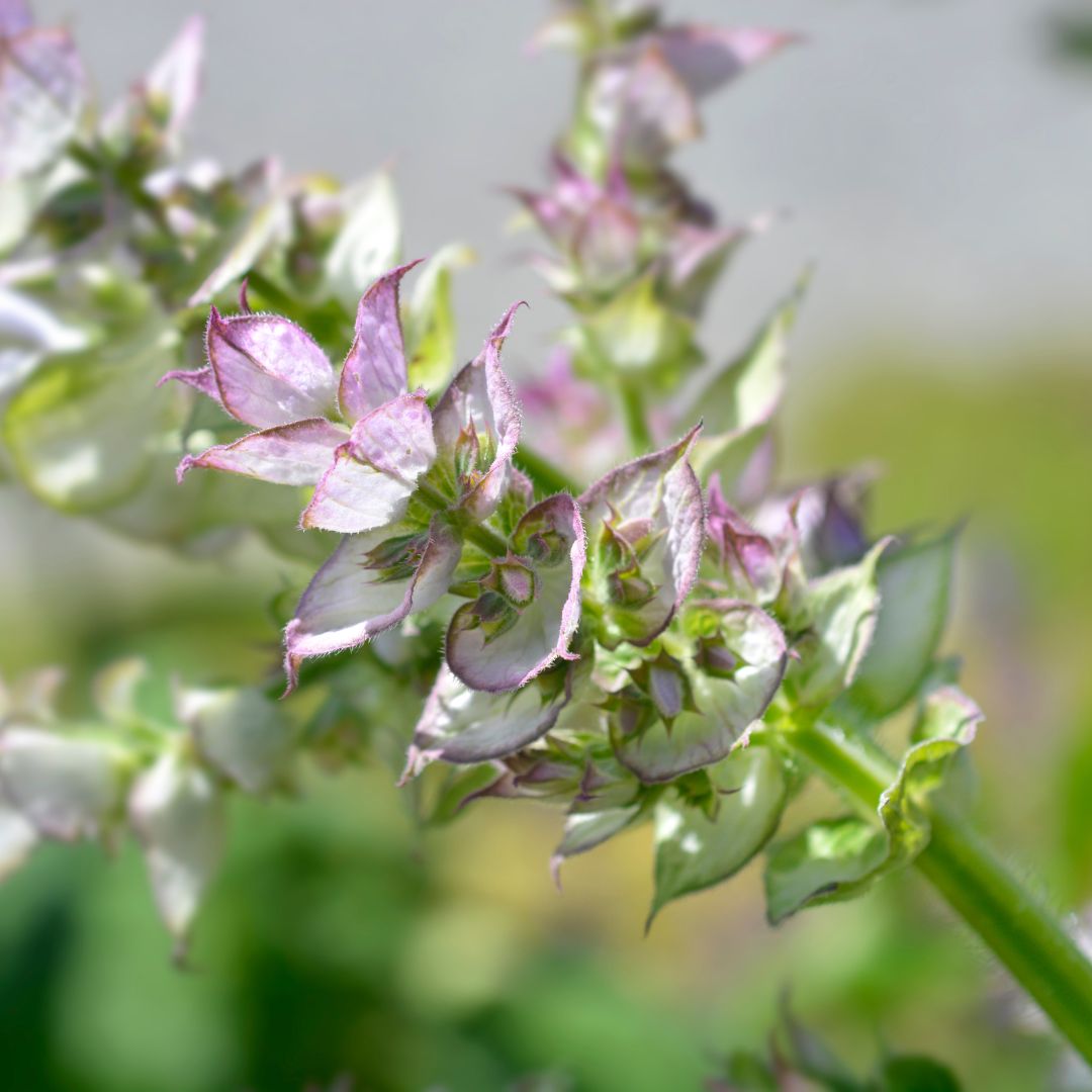 Close-up of clary sage flowers showing the delicate, two-toned petals in shades of lavender and pink.