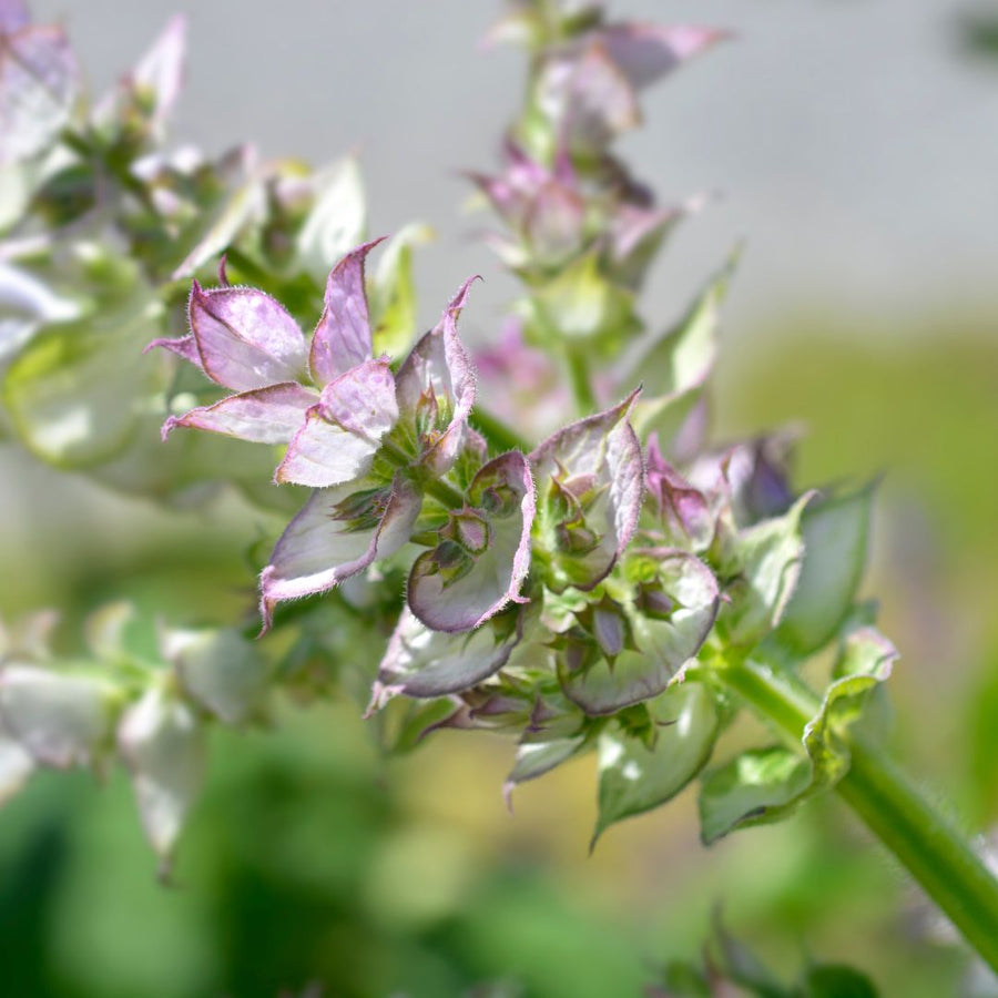 Close-up of clary sage flowers showing the delicate, two-toned petals in shades of lavender and pink.