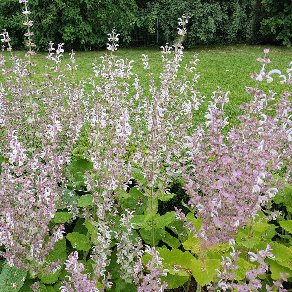 clary sage wildflower plants