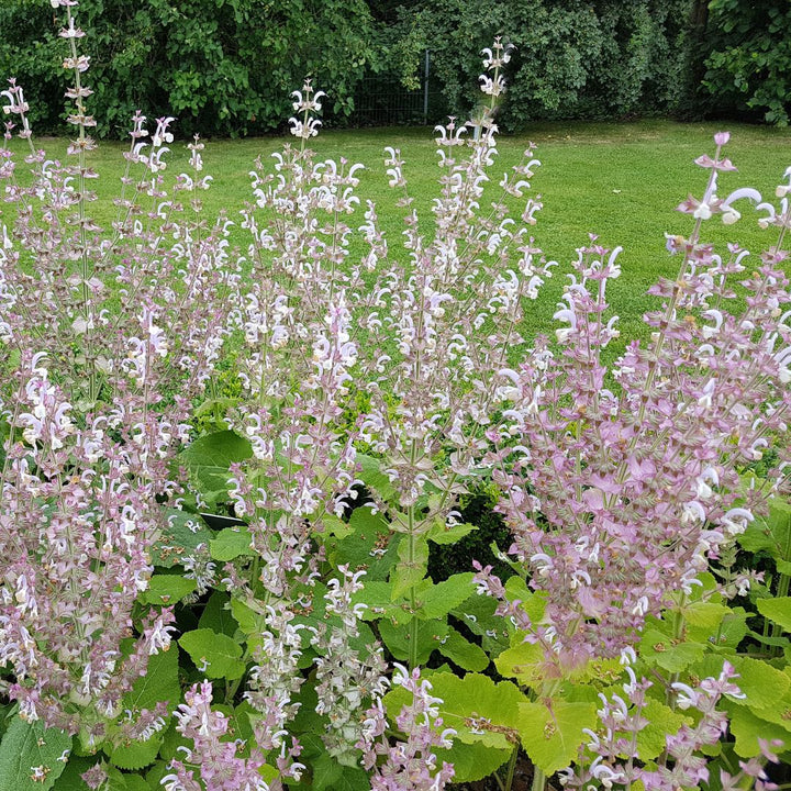 clary sage wildflower plants