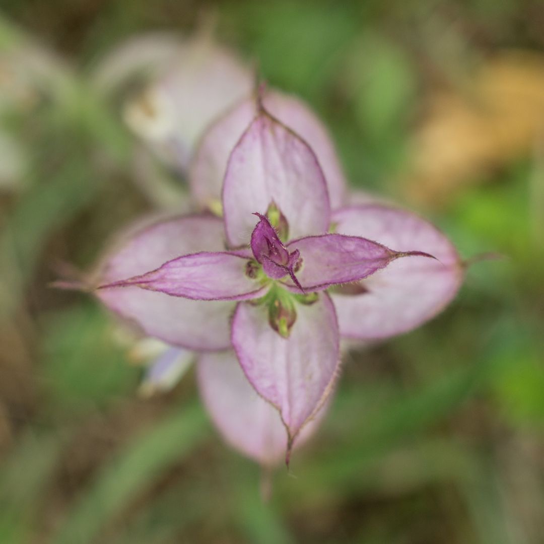 close up view of a clary sage flowerhead