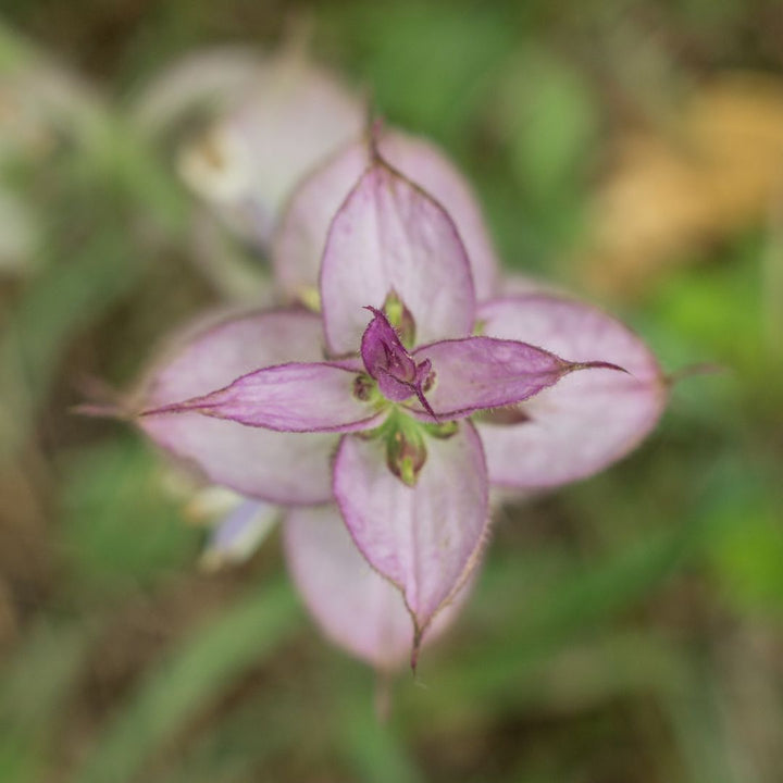 close up view of a clary sage flowerhead