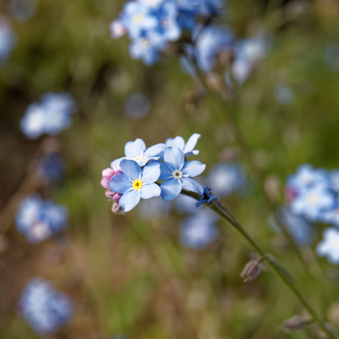 Wood Forget-Me-Not Plug Plants | Myosotis sylvatica – Meadowmania UK
