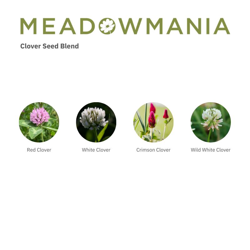 Images of wildflowers included in the clover seed blend