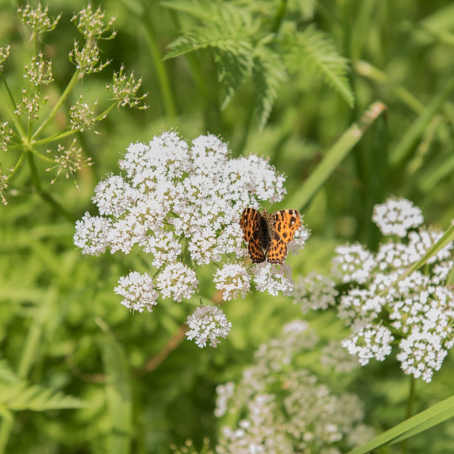 A butterfly resting on the white, lacy flowers of cow parsley with green foliage in the background.