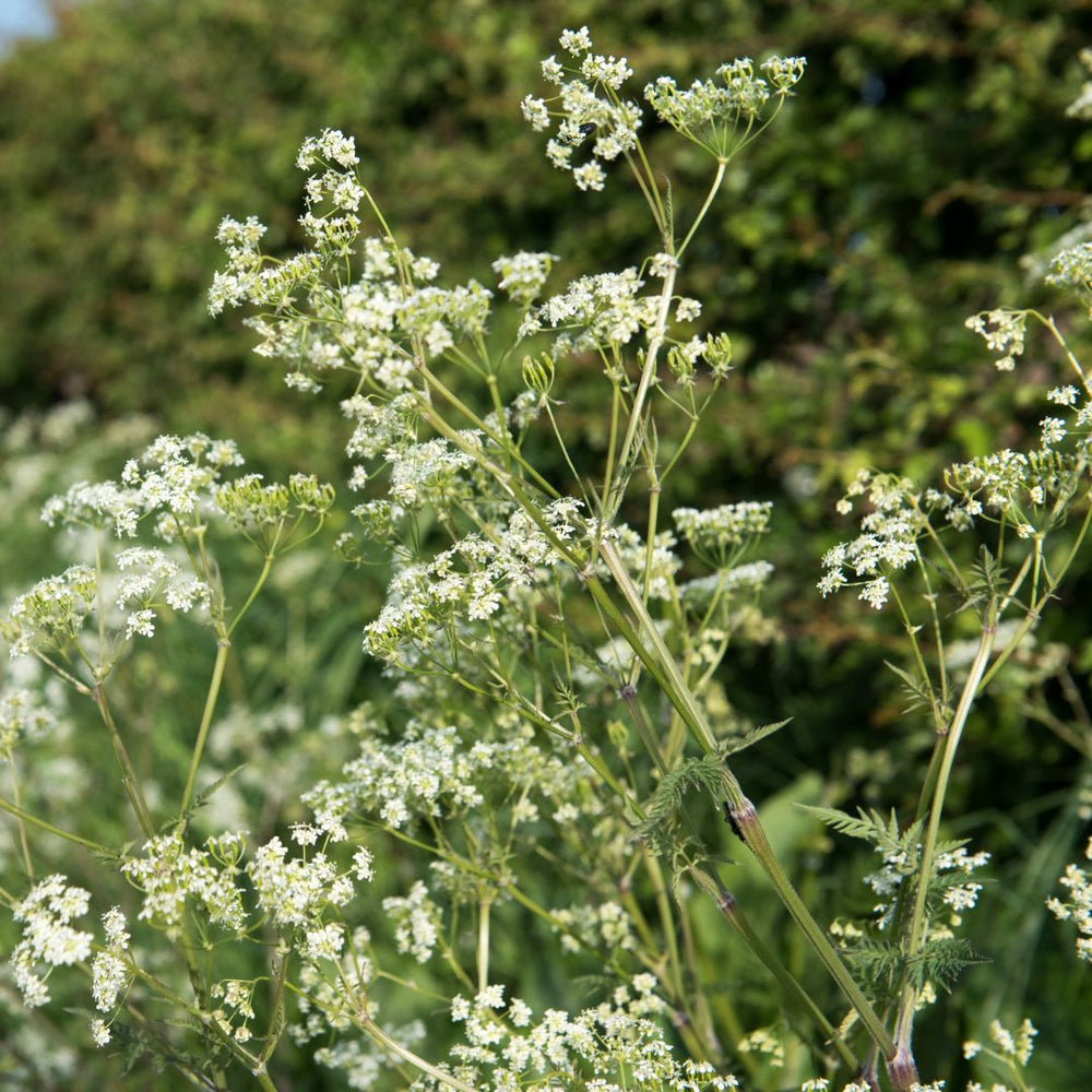 cow parsley in bloom