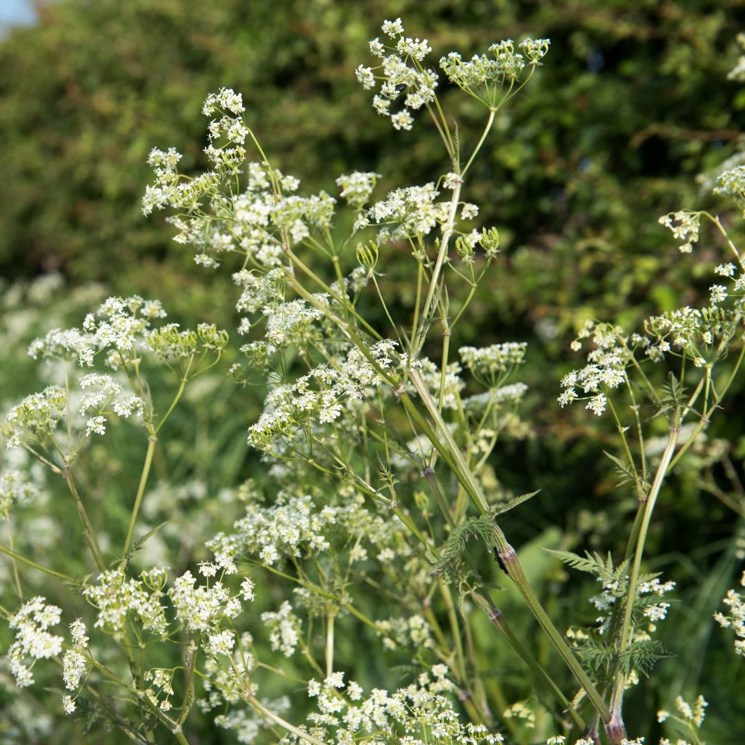 cow parsley in bloom