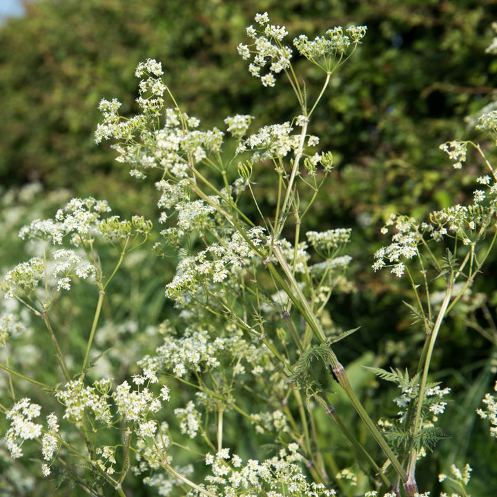 cow parsley in bloom
