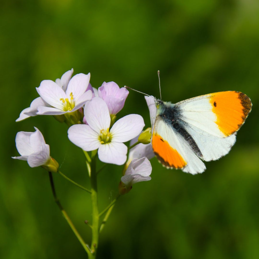 butterfly on a cuckoo flower