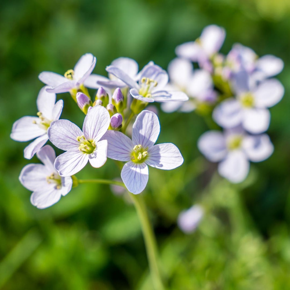 Close-up of small purple cuckoo flowers with a blurred green background