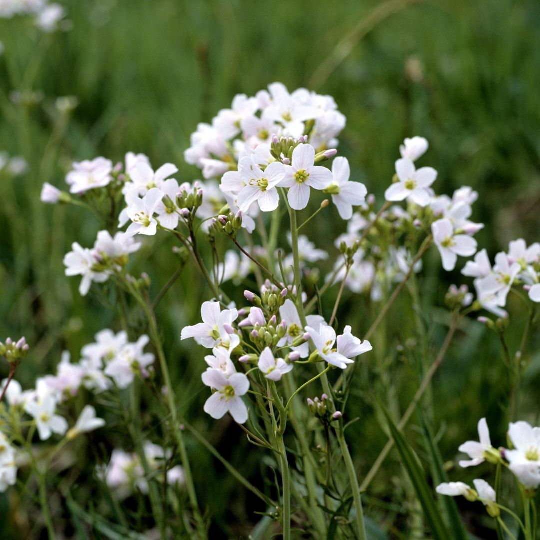 White cuckoo flowers in a field with a blurred green background