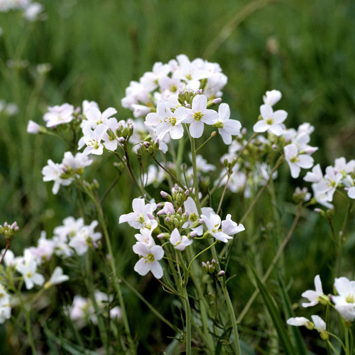 White cuckoo flowers in a field with a blurred green background