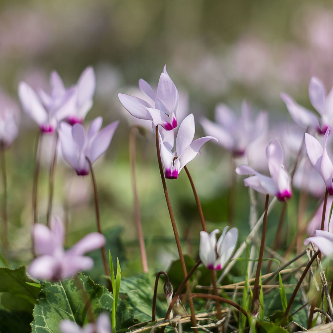 Wild Cyclamen Bulbs | Cyclamen hederifolium
