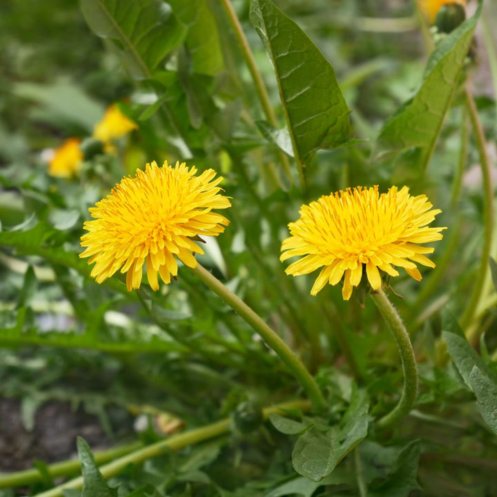 Dandelion Plug Plants | Taraxacum officinale