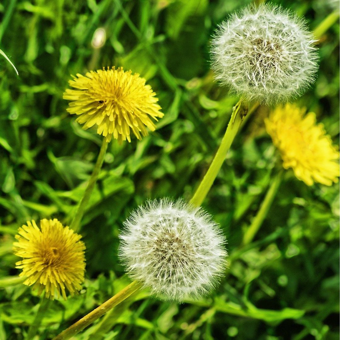 Dandelion Plug Plants | Taraxacum officinale