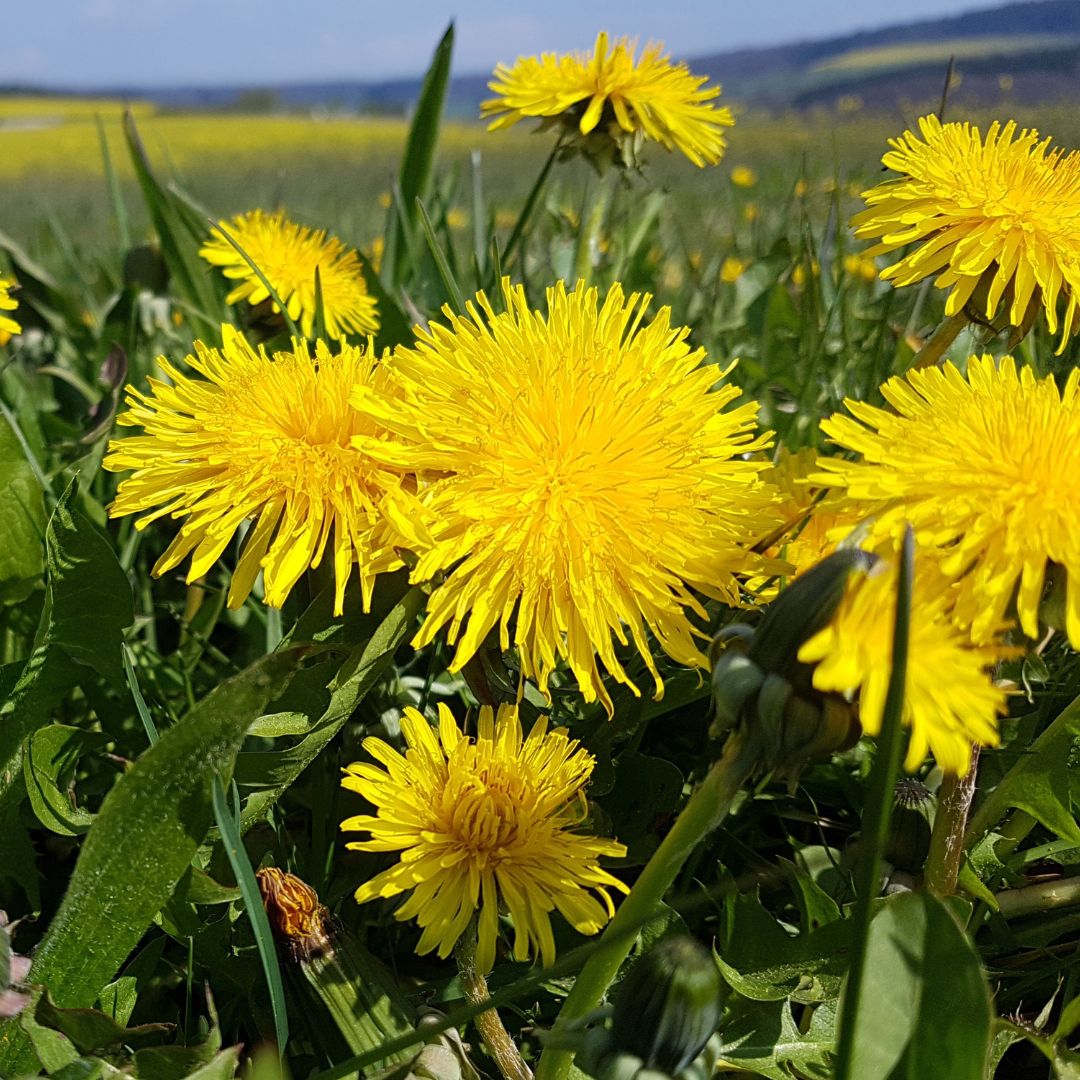 Dandelion Plug Plants | Taraxacum officinale
