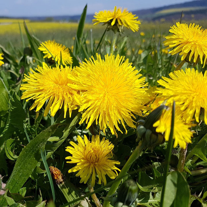 Dandelion Plug Plants | Taraxacum officinale