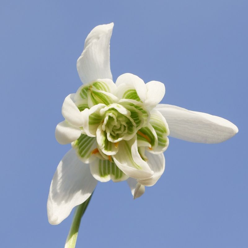 Double Snowdrop Bulbs | Galanthus nivalis ‘Flore Pleno‘