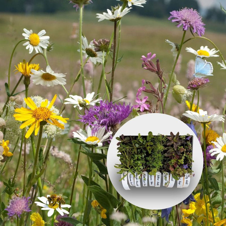 Wildflower Plug Plants | General Summer Mix