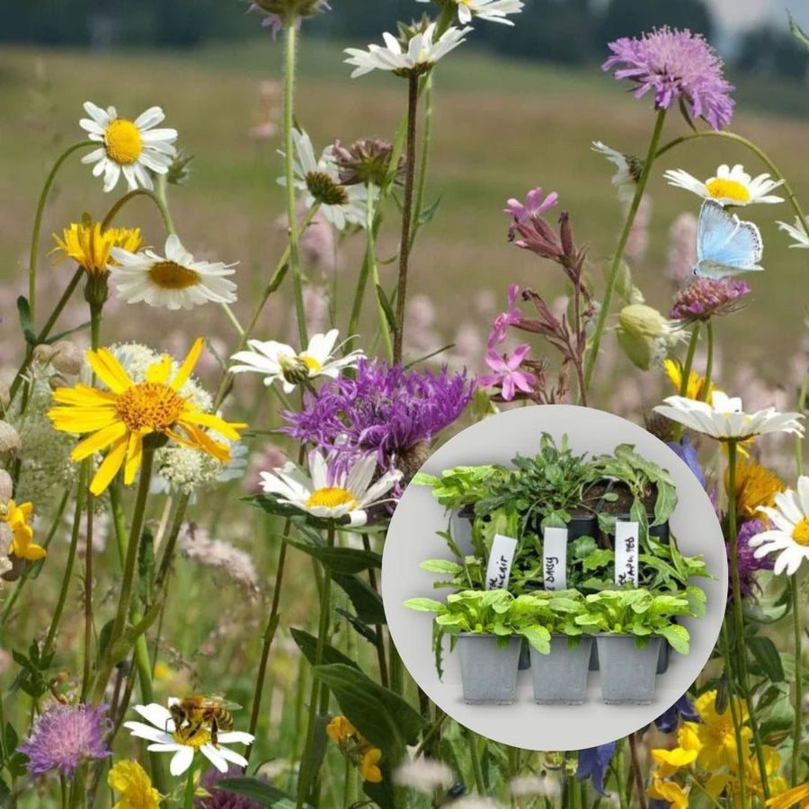 general summer 9cm pot wildflower mixture