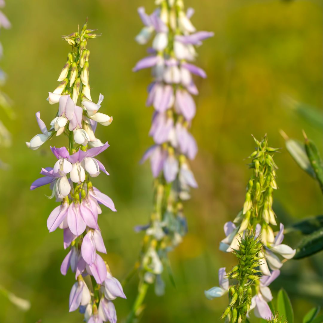 Goat's Rue Plug Plants | Galega officinalis
