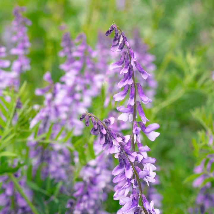 Goat's Rue Plug Plants | Galega officinalis
