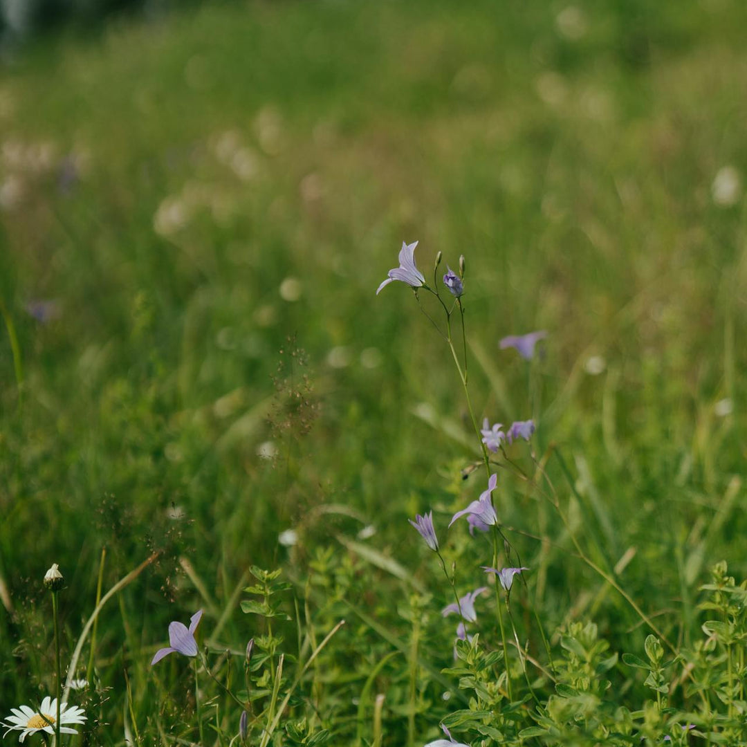 Lowland Acid Grassland Seed Mix