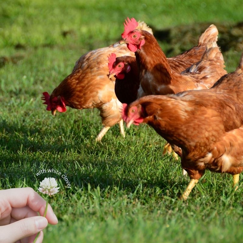 hens grazing pasture with white clover included