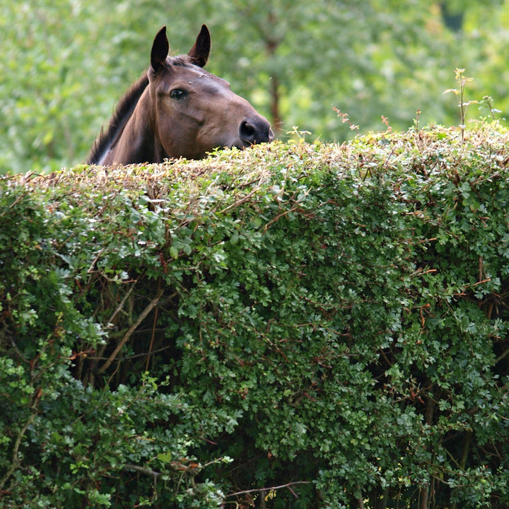 Horse-Friendly Hedging Mix