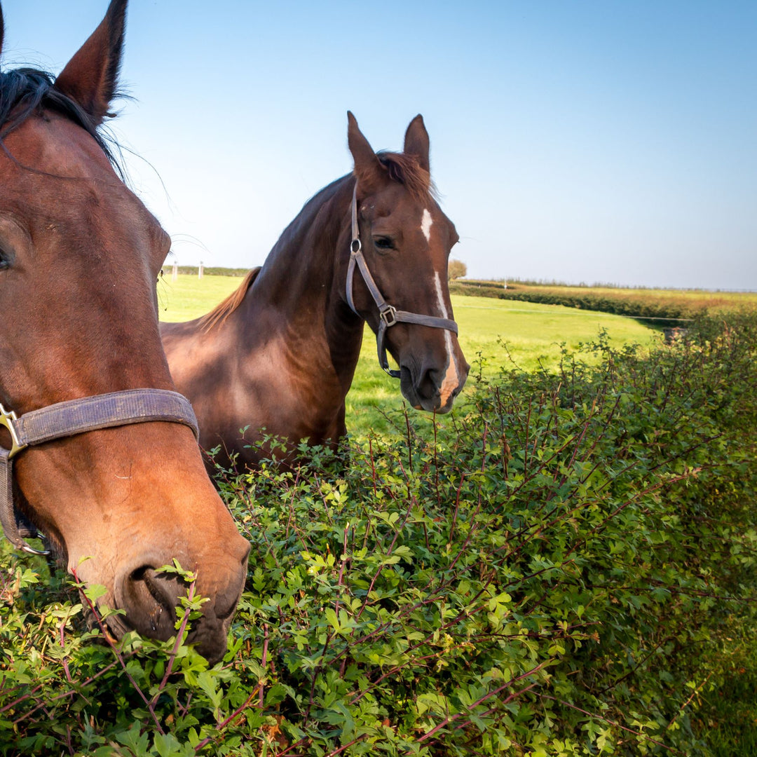 Horse-Friendly Hedging Mix