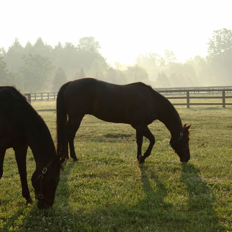 Horse Paddocks