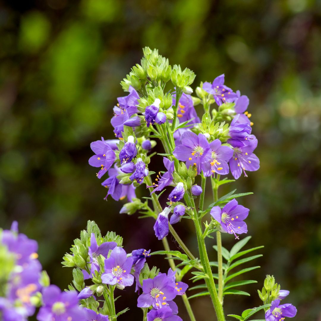 Jacob's Ladder Plug Plants | Polemonium caeruleum