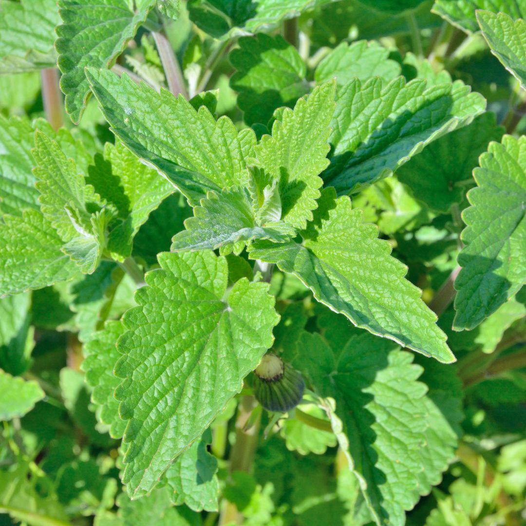 Close-up of green lemon balm leaves with a blurred background
