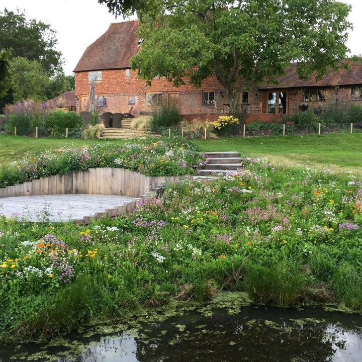 Low-Growing Native Wildflower Turf