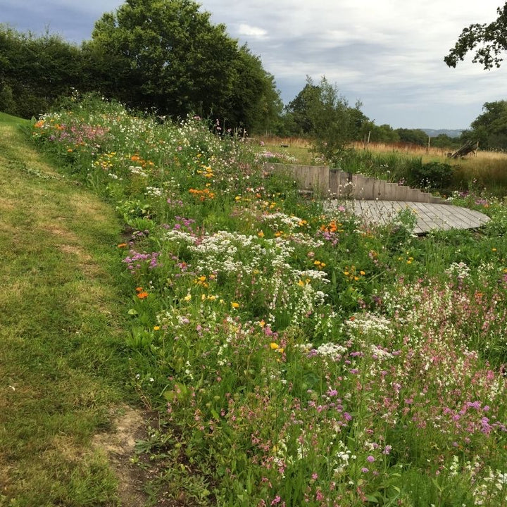 Low-Growing Native Wildflower Turf