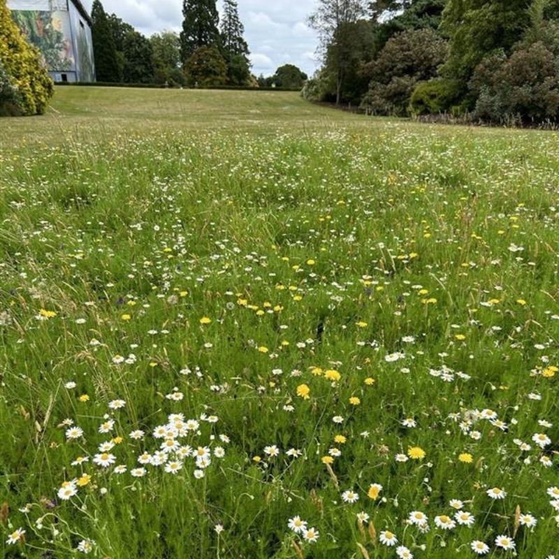 Low-Growing Native Wildflower Turf