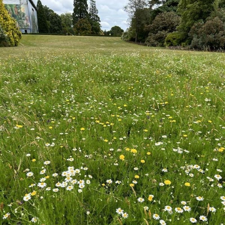 Low-Growing Native Wildflower Turf