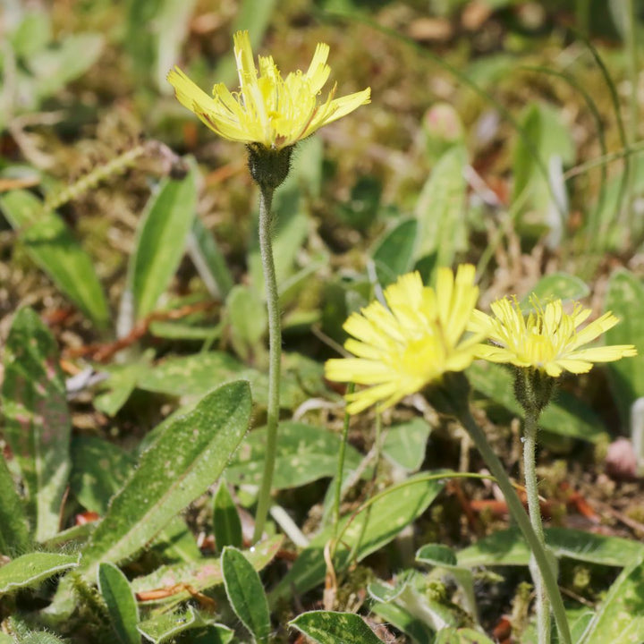 Mouse-Ear Hawkweed Plug Plants | Pilosella officinarum