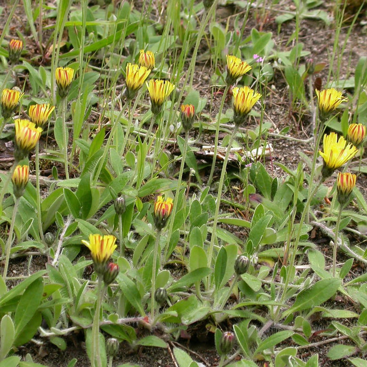 Mouse-Ear Hawkweed Plug Plants | Pilosella officinarum