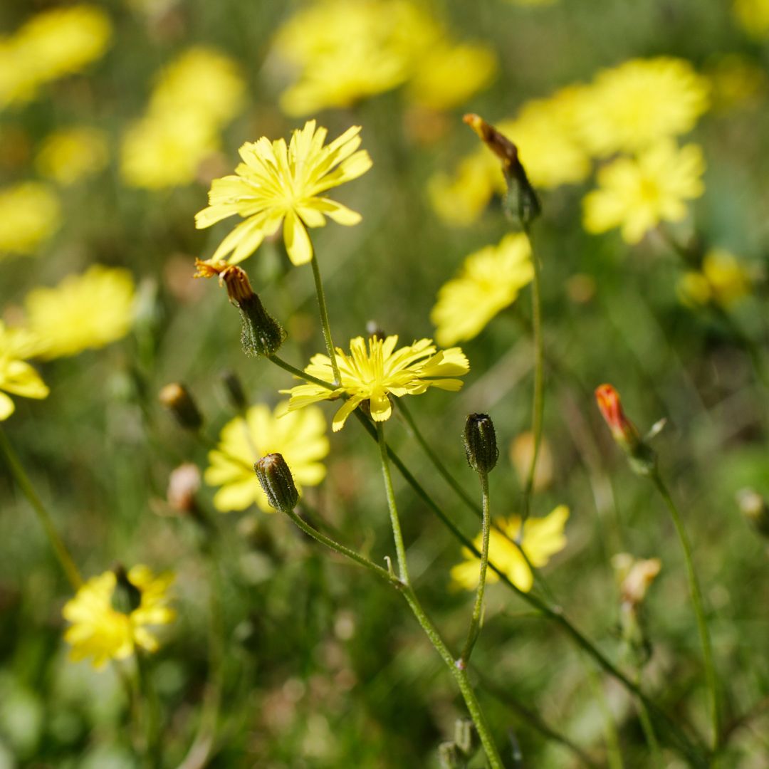 Mouse-Ear Hawkweed Plug Plants | Pilosella officinarum