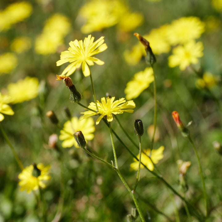 Mouse-Ear Hawkweed Plug Plants | Pilosella officinarum