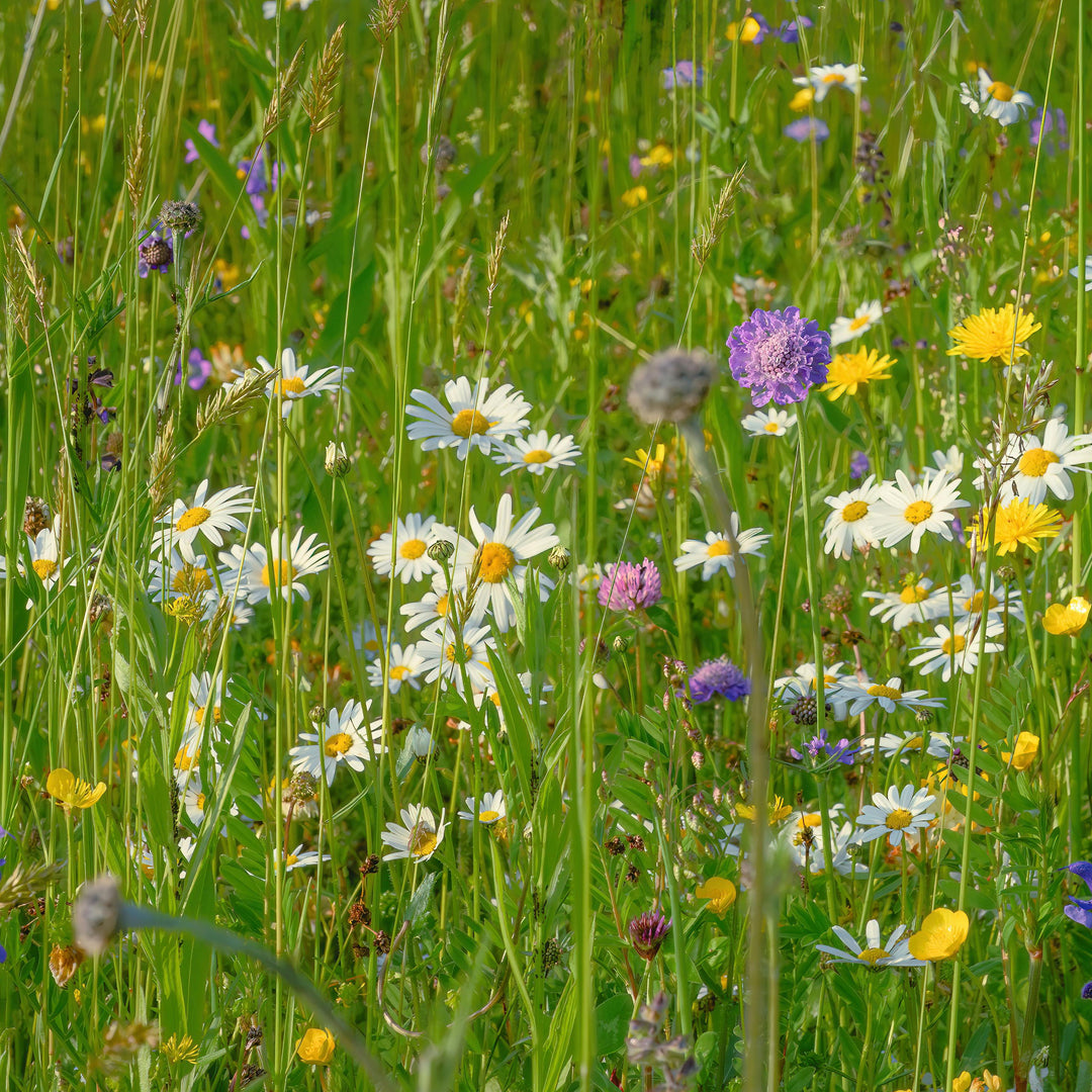 Lowland Calcareous Grassland Seed Mix