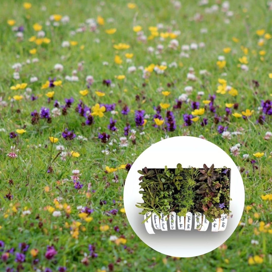 Wildflower Plug Plant Mix for Flowering Lawns