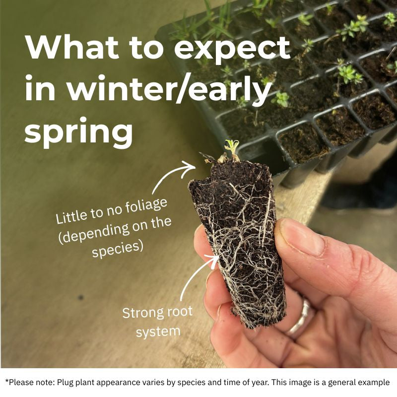 Wildflower Plug Plant Mix for Clay Soils