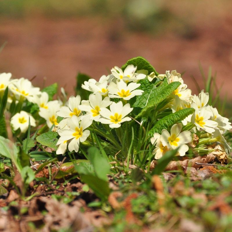 Wild primrose flowers growing on a woodland floor