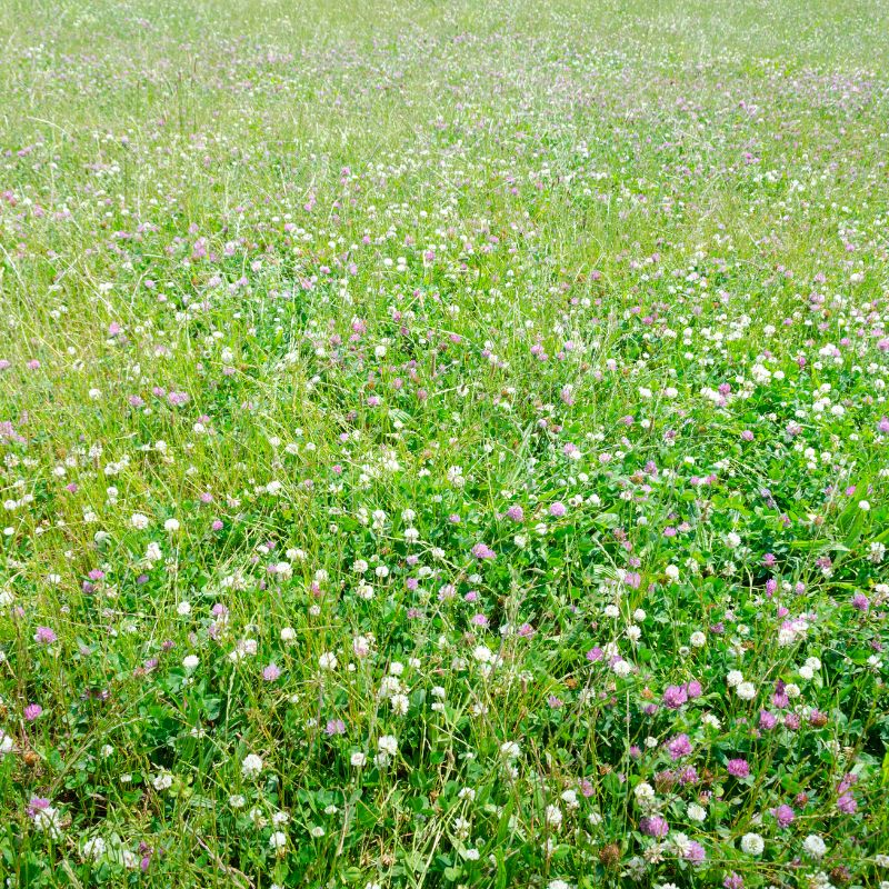 Clovers & Green Manures