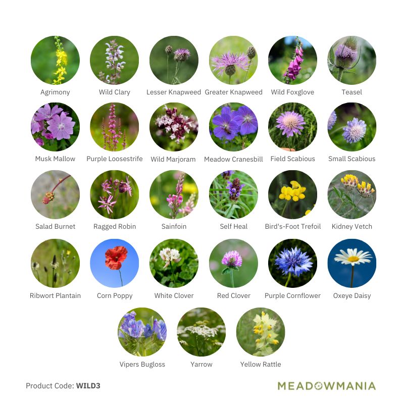 A Guide to Growing Annual Wildflowers: Colour, Pollinators & Easy Impa