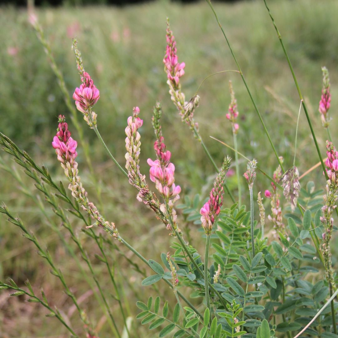Sainfoin Plug Plants | Onobrychis vicifolia
